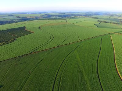 Soja - Créditos: shurtterstock