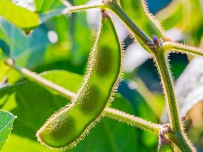 Soja - Créditos: shurtterstock