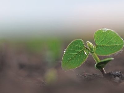 Green Sprout Soy Growing in Fertile Soil. Agriculture Concept. Agricultural Business. New Life Young Small Sprout Soy Bean. Soybean Field on a Farm in the Sunset Light.