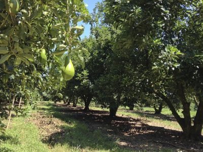 Abacate - Crédito: Bruno Henrique