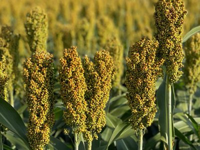 Sorgo - Foto: KWS