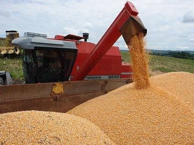 sorgo