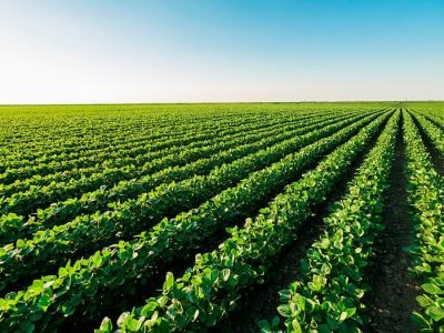 Soja - Créditos: shurtterstock