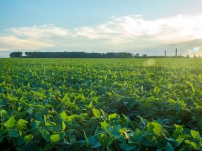 Plantação de soja - Divulgação