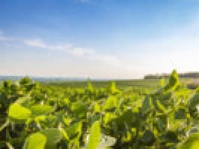 Aplicação de defensivos agrícolas em lavoura brasileira durante manejo fitossanitário para controle de pragas e proteção da produtividade.