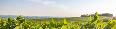 Aplicação de defensivos agrícolas em lavoura brasileira durante manejo fitossanitário para controle de pragas e proteção da produtividade.