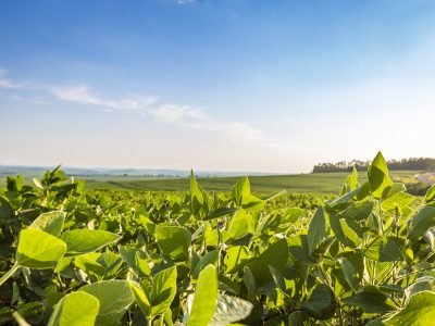 Aplicação de defensivos agrícolas em lavoura brasileira durante manejo fitossanitário para controle de pragas e proteção da produtividade.