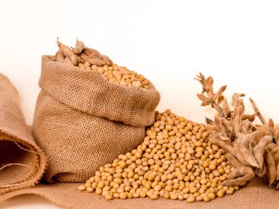 soybeans-2039639