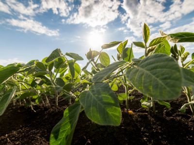 Soja - Créditos: shurtterstock