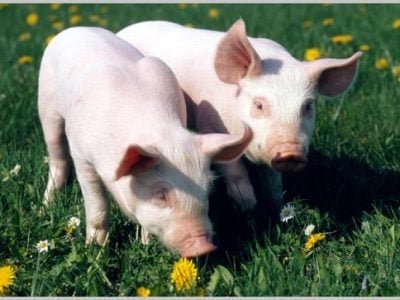 Suíno - Crédito: Internet