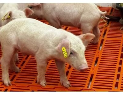 Primeiro clone da América Latina nasceu na unidade de Tanquinho do Instituto de Zootecnia, da Secretaria de Agricultura e Abastecimento do Estado de São Paulo