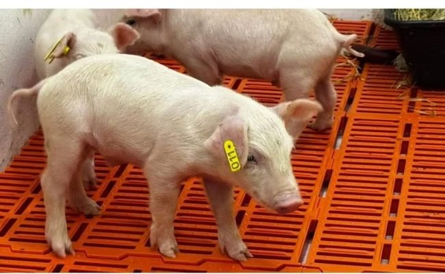 Primeiro clone da América Latina nasceu na unidade de Tanquinho do Instituto de Zootecnia, da Secretaria de Agricultura e Abastecimento do Estado de São Paulo