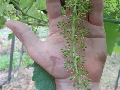 Uva - Crédito: Divulgação