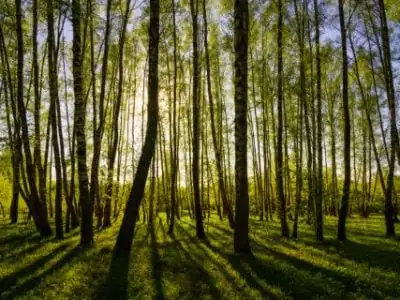 Sunset or sunrise in a spring birch forest with bright young foliage glowing in the rays of the sun and shadows from trees.