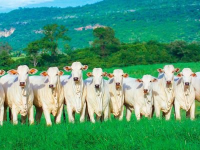 Pecuária - Crédito: Internet