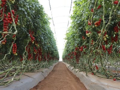 Telas - Crédito: Ginegar do Brasil