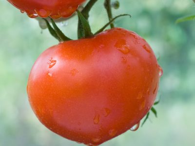 Tomate - Crédito: Shutterstock