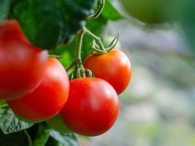 tomate