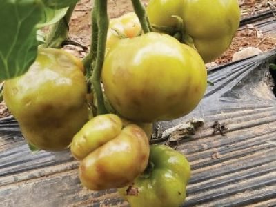 tomate