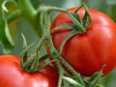 Tomate - Crédito: Shutterstock