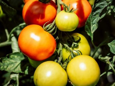 tomate (Pequeno)