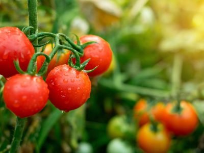 Tomate - Crédito: Shutterstock