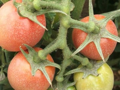 Sintomas de fundo preto em tomateiro - Crédito: Luize Hess