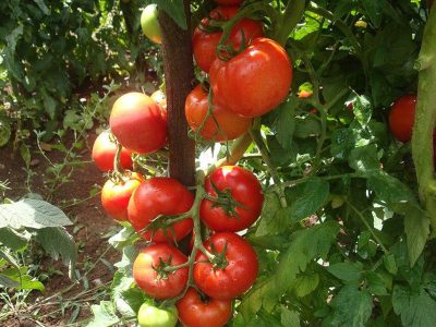Nos estudos, foram feitos cruzamentos com plantas de folhagem normal, não ereta. A foto acima é ilustrativa e a cultivar mostrada não é de porte ereto / Foto: Leonardo Boiteux