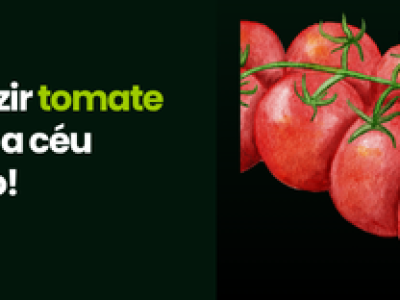 tomate