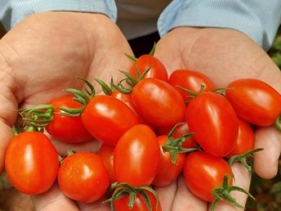 tomate-rosso