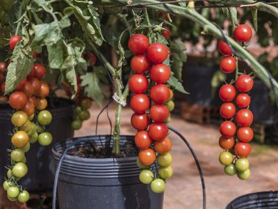 Tomate - Crédito: Agristar