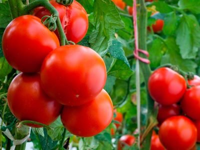 Tomate - Crédito: Shutterstock