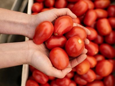 tomates-organicos-e1715638417240