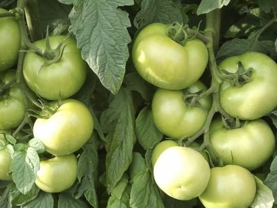 Tomate - Foto: Divulgação