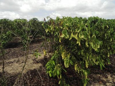 Plantas de conillon atacadas pela traqueomicoseapresentam, inicialmente, amarelecimento da folhagem, seguida de morte das hastes e da planta - Créditos: José Braz Matiello