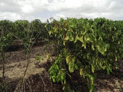 Plantas de conillon atacadas pela traqueomicoseapresentam, inicialmente, amarelecimento da folhagem, seguida de morte das hastes e da planta - Créditos: José Braz Matiello
