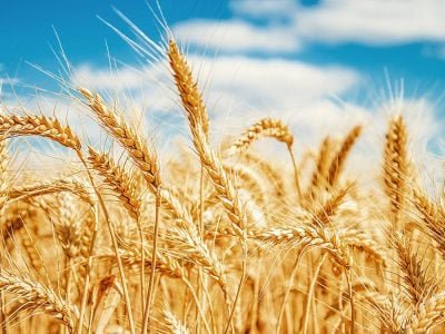 Trigo -  Crédito: Shutterstock