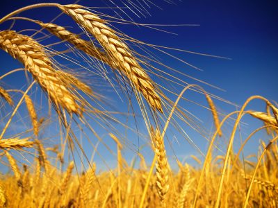 Trigo - Crédito: Shutterstock