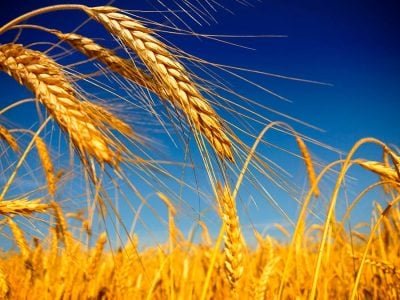 Trigo - Crédito: Shutterstock