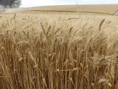 Trigo - Crédito: Márcio Só