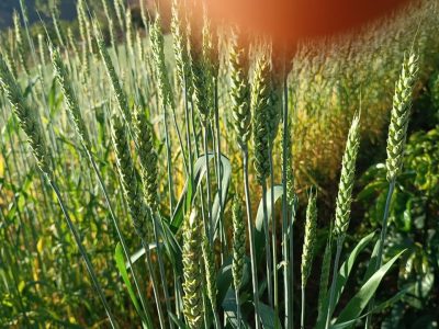 Fotos: Joel Lima da Fonseca