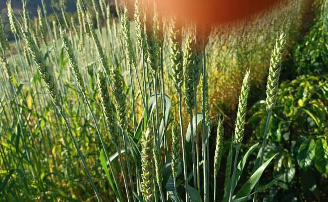 Fotos: Joel Lima da Fonseca