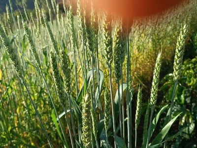 Fotos: Joel Lima da Fonseca