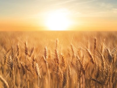 closeup summer wheat field at the sunset