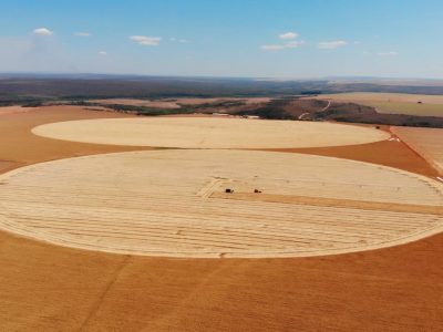 trigo_cerrado_Foto_Divulgação_-Biotrigo