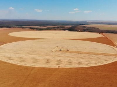 trigo_cerrado_Foto_Divulgação_-Biotrigo