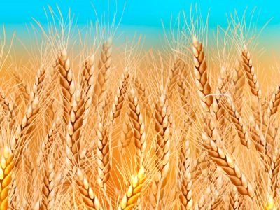 Trigo: Crédito: Shutterstock