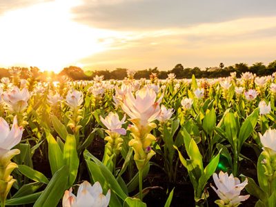 tulipa-siam-e-por-do-sol