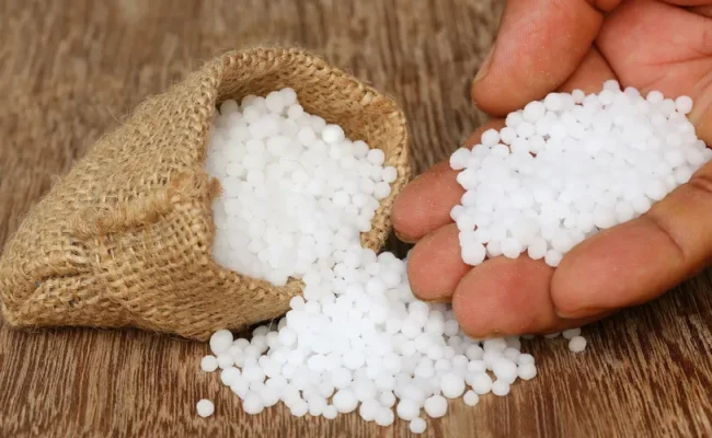 Foto: Canva/ Creative Commoms