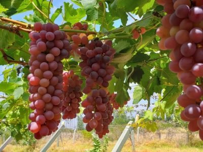 Uva - Crédito: José Fernando da Silva Protas